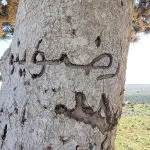 اخبار اليمن الان بالصور تجريح الذكريات بأشجار النادرة اخبار اليمن الان الحدث اليوم عاجل