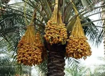 اخبار اليمن الان صنعاء الزراعة المؤقت لاستيراد التمور اخبار اليمن الان الحدث اليوم عاجل