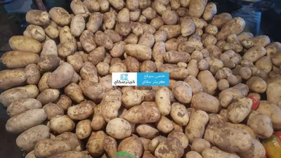 اخبار اليمن الان مواطنون يشكون تواصل إرتفاع البطاط اخبار اليمن الان الحدث اليوم عاجل