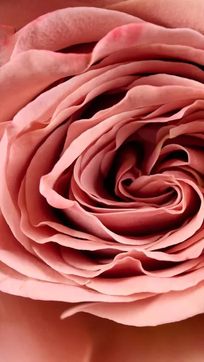 اخبار اليمن الان flower society تستقبل الخريف مستوحاة اخبار اليمن الان الحدث اليوم عاجل