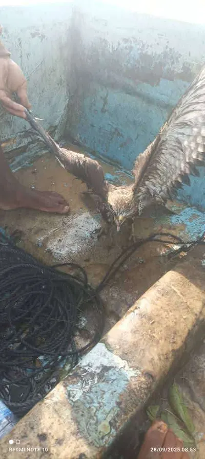 اخبار اليمن الان نفوق المئات الطيور الجارحة المهاجرة اخبار اليمن الان الحدث اليوم عاجل