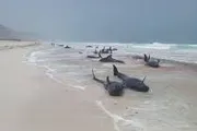 أحداث اليوم اخبار اليمن الان مصادر كارثة التونة والدلافين بالمهرة اخبار اليمن الان الحدث اليوم عاجل أحداث اليوم
