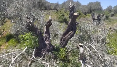 اخبار اليمن الان مستوطنون يقطعون شجرة زيتون المغير اخبار اليمن الان الحدث اليوم عاجل