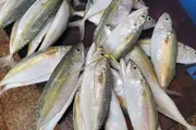 كريتر إسكاي اخبار اليمن الان اختفاء النوع الاسماك بعدن اخبار اليمن الان الحدث اليوم عاجل كريتر إسكاي