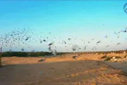 عدن تايم اخبار اليمن الان محافظة تراثيا للحمام التنافس والأصالة اخبار اليمن الان الحدث اليوم عاجل عدن تايم