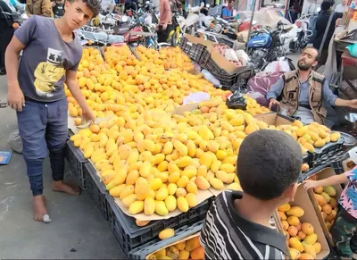 اخبار اليمن الان وفرة الفواكه الأسواق وخسائر للمزارعين اخبار اليمن الان الحدث اليوم عاجل