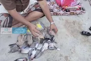 اخبار اليمن الان الحدث اليوم عاجل كريتر إسكاي