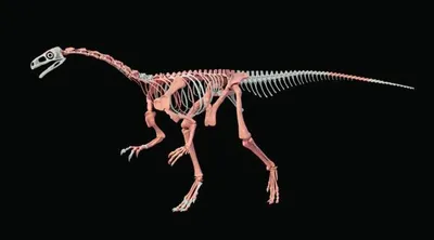 اخبار اليمن الان اكتشاف بقايا ديناصور جبال الإنديز اخبار اليمن الان الحدث اليوم عاجل