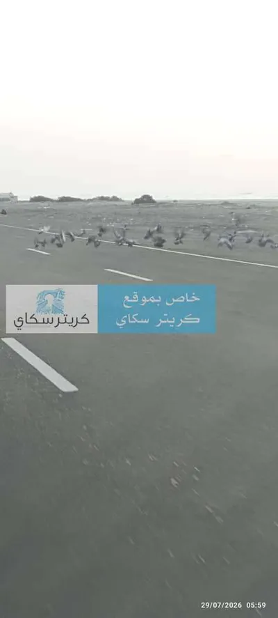 اخبار اليمن الان أسراب الحمام شوارع تراجع الغربان اخبار اليمن الان الحدث اليوم عاجل