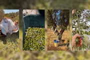 فرانس 24 اخبار اليمن الان مهاجمة الزيتون الغربية المستوطنون يعتبرون اخبار اليمن الان الحدث اليوم عاجل فرانس 24