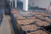 صحيفة الثورة صنعاء اخبار اليمن الان تسويق أطنان التمور المجففة الحديدة اخبار اليمن الان الحدث اليوم عاجل صحيفة الثورة صنعاء