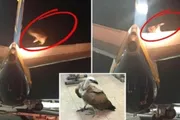 صحيفة المرصد اخبار اليمن الان عملاق طائرة الإقلاع ساعات اليونان اخبار اليمن الان الحدث اليوم عاجل صحيفة المرصد