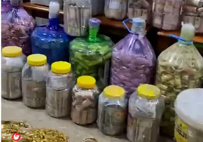 اخبار اليمن الان الستار ليكويل القردة العلماء الكونغو اخبار اليمن الان الحدث اليوم عاجل