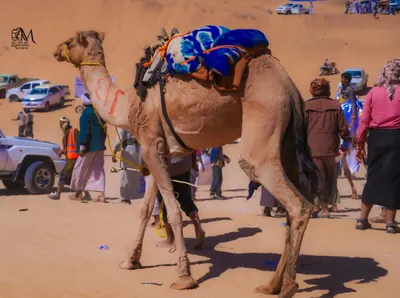 اخبار اليمن الان اختتام لمهرجان لسباقات وتتويج المطهري اخبار اليمن الان الحدث اليوم عاجل