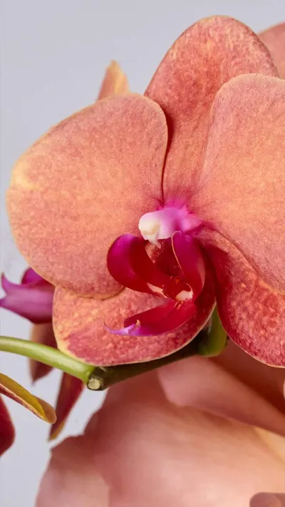 اخبار اليمن الان flower society تستقبل الخريف مستوحاة اخبار اليمن الان الحدث اليوم عاجل