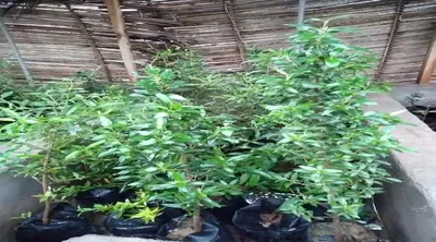 اخبار اليمن الان انتهاء وتأهيل المنجروف الصغيرة العالمي اخبار اليمن الان الحدث اليوم عاجل