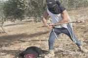 وكالة الصحافة اليمنية اخبار اليمن الان أوتشا الزيتون الضفة مستوى المستوطنين اخبار اليمن الان الحدث اليوم عاجل وكالة الصحافة اليمنية