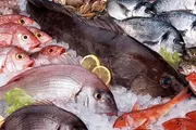 عاجل السعودية اخبار اليمن الان خبراء المأكولات البحرية بفوائدها الصحية اخبار اليمن الان الحدث اليوم عاجل عاجل السعودية