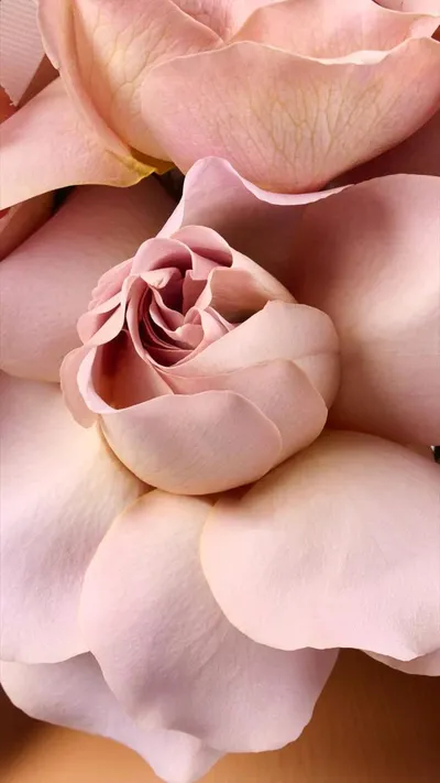 اخبار اليمن الان flower society تستقبل الخريف مستوحاة اخبار اليمن الان الحدث اليوم عاجل