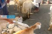 بيع اضاحي العيد من ١٧٠ الف