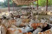 اخبار اليمن الان الحدث اليوم عاجل عدن تايم