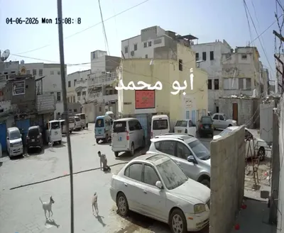 اخبار اليمن الان انتشار الكلاب الضالة والغربان مواطني اخبار اليمن الان الحدث اليوم عاجل