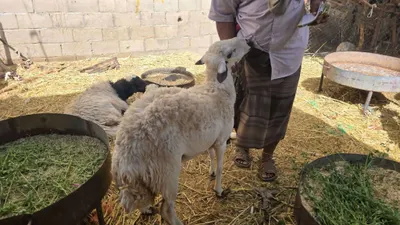 اخبار اليمن الان أسعار أضاحي العيد تشعل الجدل اخبار اليمن الان الحدث اليوم عاجل