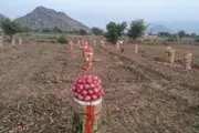 اخبار اليمن الان الحدث اليوم عاجل كريتر إسكاي