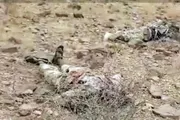 صدى الساحل اخبار اليمن الان المقاومة الوطنية الصومالية الحوثيين بالساحل اخبار اليمن الان الحدث اليوم عاجل صدى الساحل