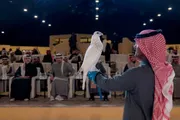 عاجل السعودية اخبار اليمن الان التسجيل للمشاركة مهرجان عبدالعزيز للصقور اخبار اليمن الان الحدث اليوم عاجل عاجل السعودية