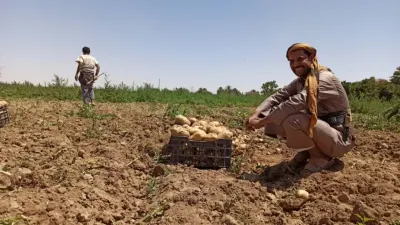 اخبار اليمن الان توجيهات حوثية المزارعين محاصيلهم الزراعية اخبار اليمن الان الحدث اليوم عاجل