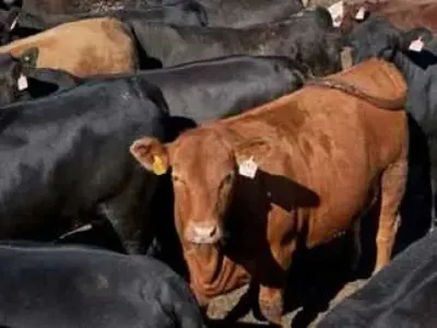 اخبار اليمن الان انفجار أسعار العجول الأضحى للمفاجأة اخبار اليمن الان الحدث اليوم عاجل