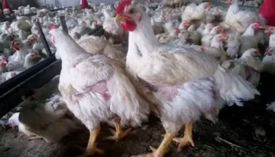 اخبار اليمن الان صنعاء الجدل شائعات النيوكاسل الدواجن اخبار اليمن الان الحدث اليوم عاجل