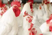 اخبار اليمن الان الحدث اليوم عاجل كريتر إسكاي