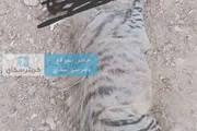 كريتر إسكاي اخبار اليمن الان هجومه واصابة بحضرموت يأخذون ويقتلونه اخبار اليمن الان الحدث اليوم عاجل كريتر إسكاي