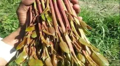 اخبار اليمن الان الثقلي يصدر قرار القات سقطرى اخبار اليمن الان الحدث اليوم عاجل