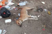 عرب تايم اخبار اليمن الان بالشيخ لإنهاء انتشار الكلاب الضالة اخبار اليمن الان الحدث اليوم عاجل عرب تايم