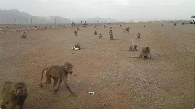 اخبار اليمن الان القرود ترتكب جريمة مروعة البيضاء اخبار اليمن الان الحدث اليوم عاجل