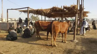 اخبار اليمن الان الأضحى العجول ارتفاعا الأسواق المصرية اخبار اليمن الان الحدث اليوم عاجل