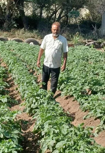 اخبار اليمن الان الضالع مزارع البطاط توريدها المحلي اخبار اليمن الان الحدث اليوم عاجل