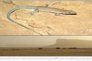 اخبار اليمن الان الحدث اليوم عاجل عدن تايم