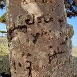 اخبار اليمن الان بالصور تجريح الذكريات بأشجار النادرة اخبار اليمن الان الحدث اليوم عاجل