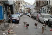 كريتر إسكاي اخبار اليمن الان مناشدات استجابة الساحل الذهبي بالتواهي اخبار اليمن الان الحدث اليوم عاجل كريتر إسكاي
