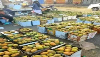 تهامة 24 اخبار اليمن الان مليشيا الحوثي جبايات مزارعي وبائعي اخبار اليمن الان الحدث اليوم عاجل تهامة 24
