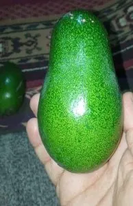 اخبار اليمن الان صنعاء أعتاب الاكتفاء بإنتاج الفواكه  اخبار اليمن الان الحدث اليوم عاجل