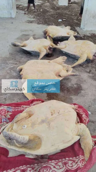 اخبار اليمن الان اصطياد سلاحف نادرة سقطرى صورة اخبار اليمن الان الحدث اليوم عاجل