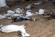 صدى الساحل اخبار اليمن الان الأغنام صاعقة رعدية مديرية بمحافظة اخبار اليمن الان الحدث اليوم عاجل صدى الساحل