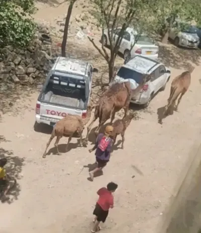 اخبار اليمن الان استغاثة الماشية اليمن يواجهون الإفلاس اخبار اليمن الان الحدث اليوم عاجل