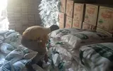 عدن تايم اخبار اليمن الان تستقبل قافلة مساعدات غذائية رمضان اخبار اليمن الان الحدث اليوم عاجل عدن تايم