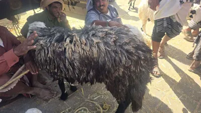 اخبار اليمن الان الحدث اليوم عاجل 
